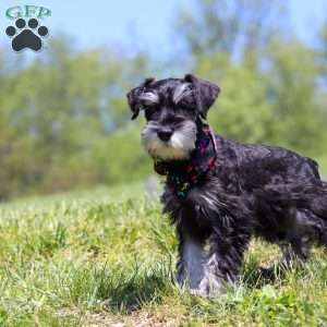 James, Miniature Schnauzer Puppy